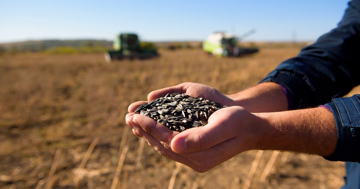 Fisiologia, produção e tecnologia de sementes
