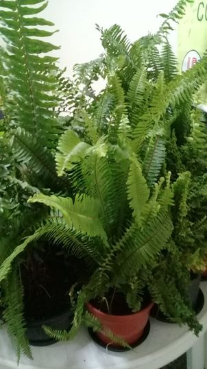 Horto Medicinal da Unipar promove Exposição de Plantas.