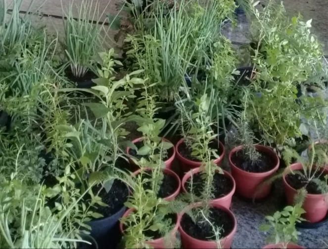 Horto Medicinal da Unipar promove Exposição de Plantas.