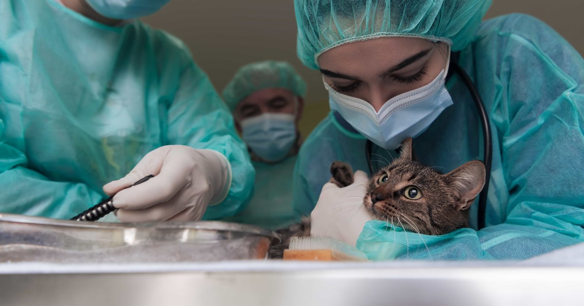 Aprimoramento em Clínica Cirúrgica